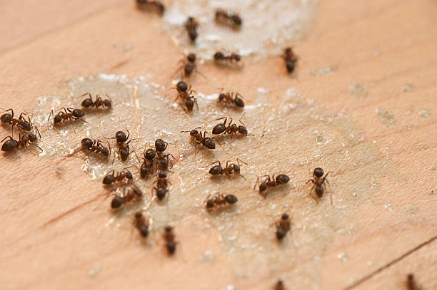 Trusted Woodburn, VA Pest Control Experts