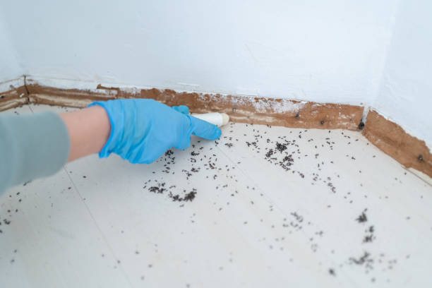 Best Ant Control Services  in Woodburn, VA